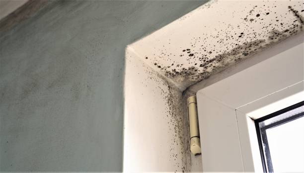 Best Asbestos and Lead Testing During Mold Inspection  in Lubeck, WV