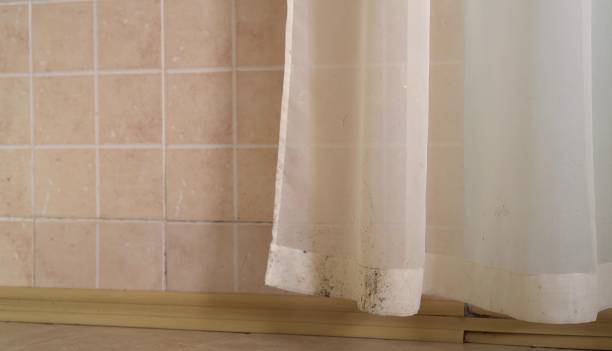 Best Mold-Related Health Consultation  in Lubeck, WV