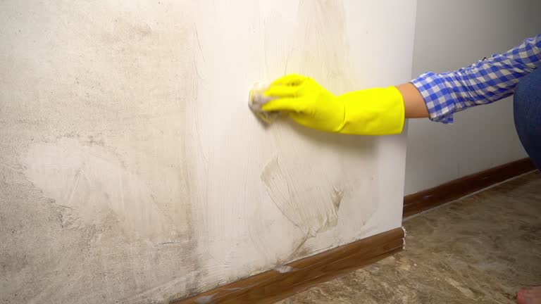 Best Dehumidification Services  in Lubeck, WV