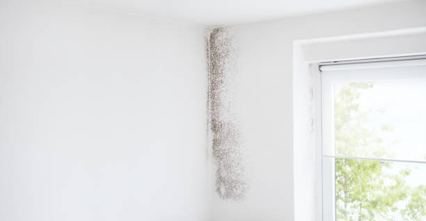 Best Industrial Mold Remediation  in Lubeck, WV