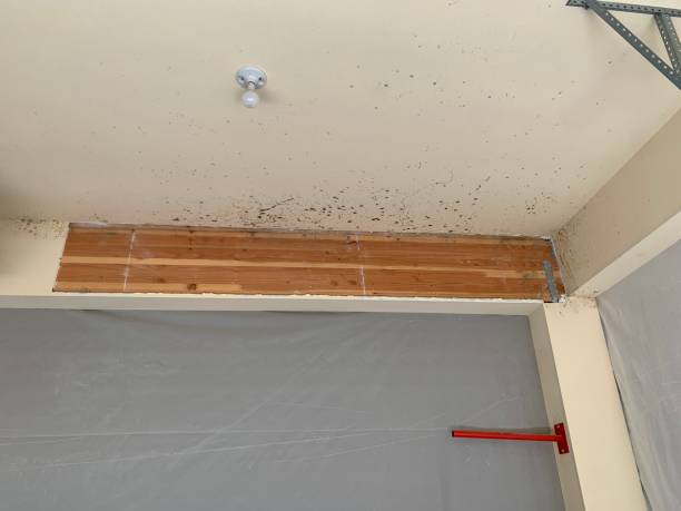 Best Post-Construction Mold Inspection  in Lubeck, WV