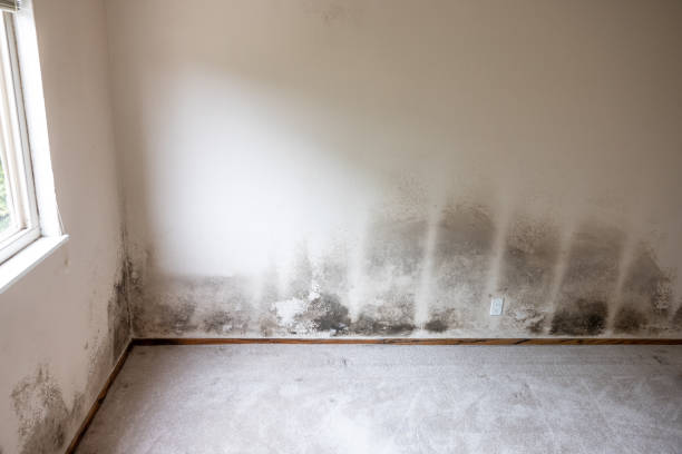 Best Black Mold Removal  in Lubeck, WV